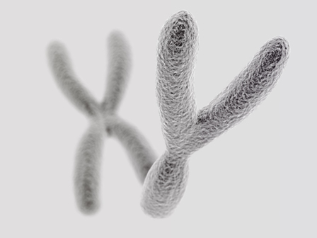 Badanie płci po poronieniu